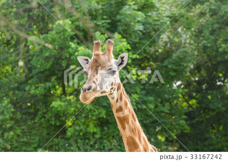 Close up portrait of giraffe Close up portrait of giraffe 33167242