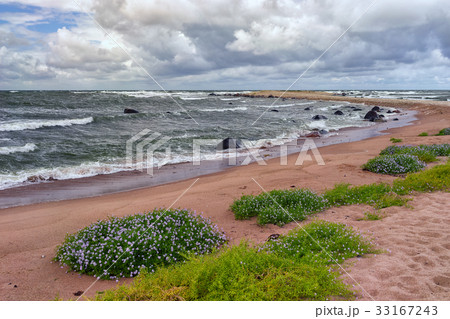 Flowers on a sandy beach in a storm Flowers on a sandy beach in a storm 33167243