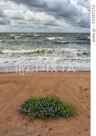 Flowers on a sandy beach in a storm 33167252