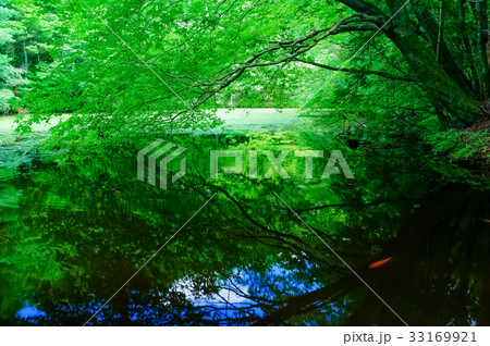 新緑の鯉 新緑の鯉 33169921