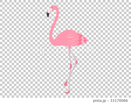 火烈鳥 33170066