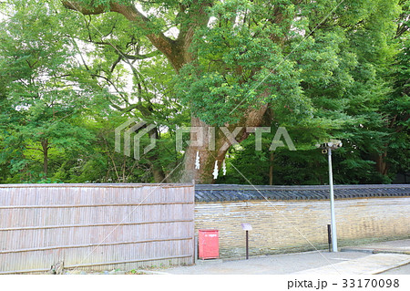 京都　石清水八幡宮　楠木正成公の楠 33170098