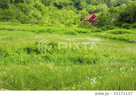 栂池自然園 栂池自然園 33171137