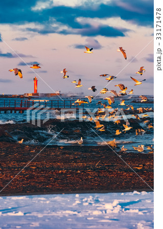 Birds over the sea 33171478