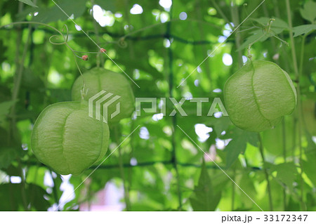 ふうせんかずら 風船葛 の写真素材