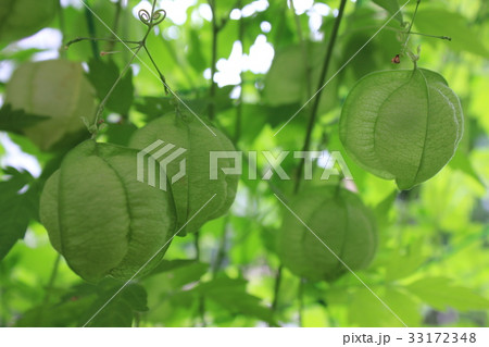 ふうせんかずら 風船葛 の写真素材