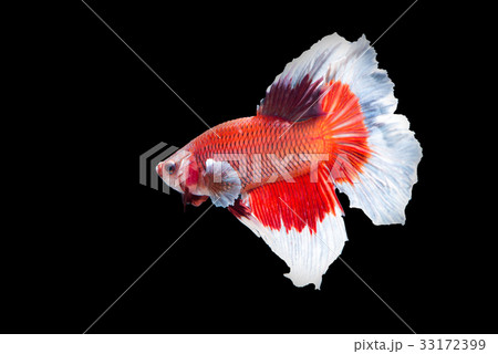White and Red fighting fish on black background White and Red fighting fish on black background 33172399
