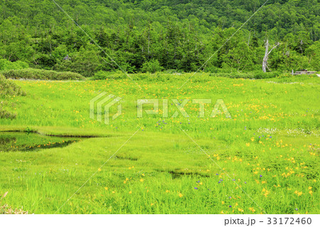 栂池自然園 33172460