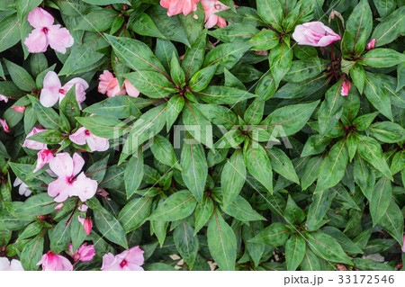 Wall of leafs vine full green and red garden 33172546