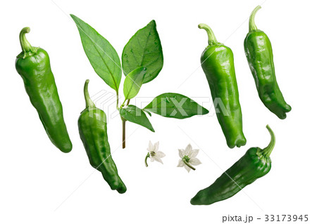 Shishito peppers as elements, paths for each 33173945