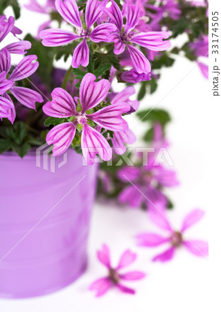 wild violet flowers in bucket wild violet flowers in bucket 33174505