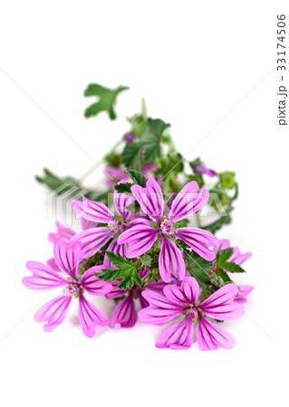 wild violet flowers wild violet flowers 33174506