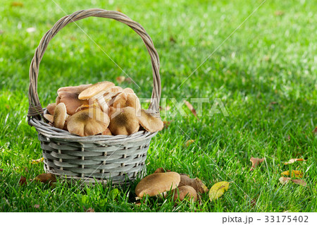 Autumn mushrooms Autumn mushrooms 33175402