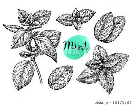 Mint sketch set 33175539