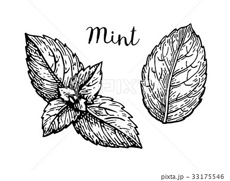 Ink sketch of mint leaves. Ink sketch of mint leaves. 33175546