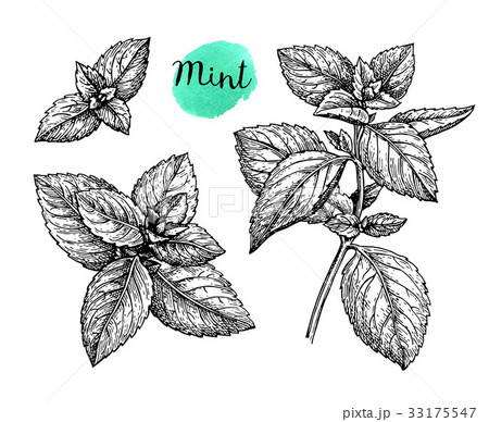 Ink sketch of mint. Ink sketch of mint. 33175547