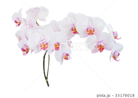 White and pink orchid on white 33176018