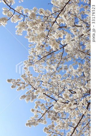 三隅大平桜 三隅大平桜 33176523
