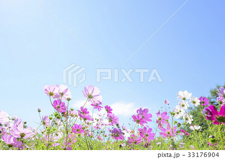 一面のコスモス（空バック） 33176904