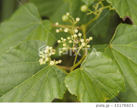 テリハノブドウ 33176923