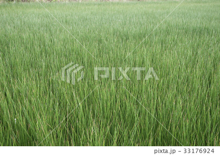 ビーグ（イ草）畑 33176924