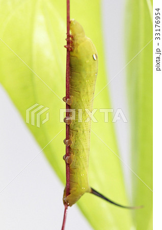 スズメガの幼虫 スズメガの幼虫 33176954