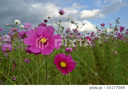 コスモス 33177089