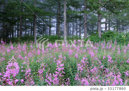 白樺高原 ヤナギランの群生 白樺高原 ヤナギランの群生 33177860