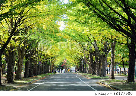 北海道大学の銀杏並木 33177900