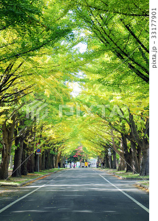 北海道大学の銀杏並木 33177901