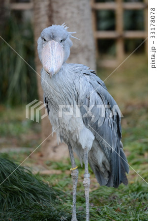 ハシビロコウ 33178078