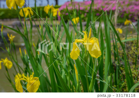 水辺の黄色いアヤメ 水辺の黄色いアヤメ 33178118