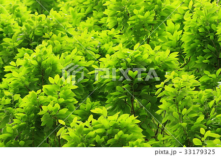 自然 植物 コナラ、四月下旬。きれいに出そろった若葉の緑 自然 植物 コナラ、四月下旬。きれいに出そろった若葉の緑 33179325