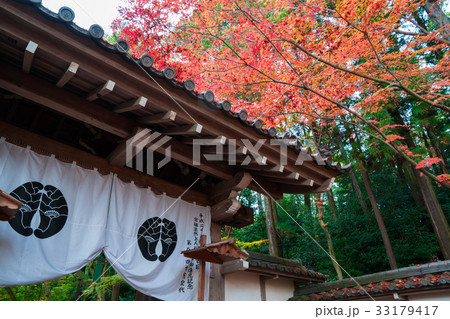 京都　光明寺の紅葉　 33179417