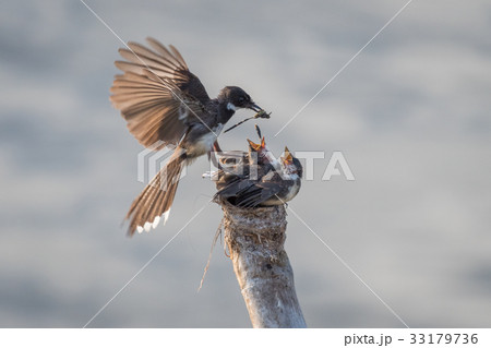 Pied Fantail feeding her babies on the nest. 33179736