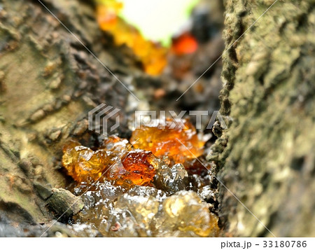 森の宝石 33180786