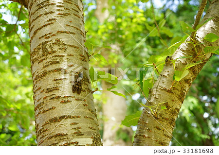 森のアブラゼミ２ 33181698