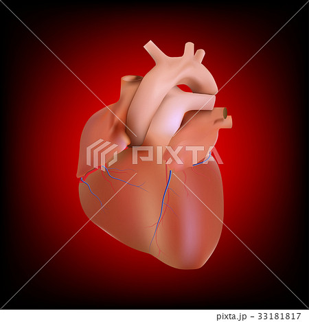 anatomy human heart 33181817