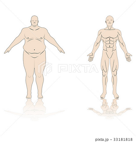 anatomy male 33181818