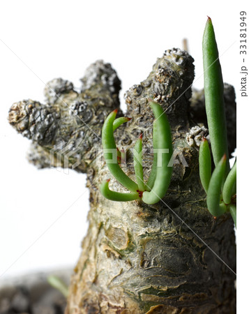 チレコドン 33181949