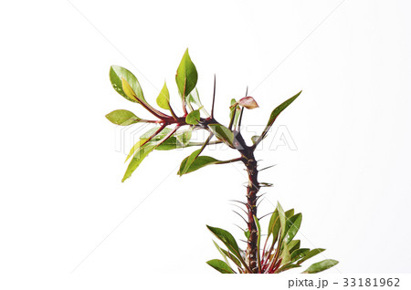 フォークイエリア 33181962