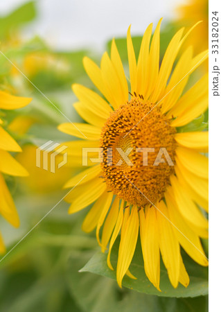 一輪のひまわり 33182024