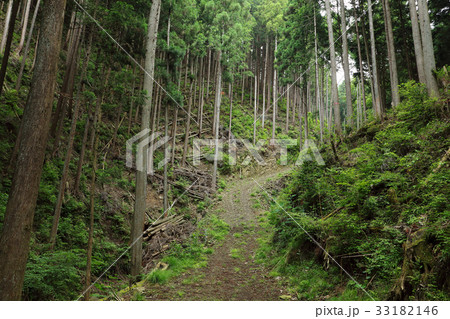 明るい植林地　奥武蔵大久保入 33182146