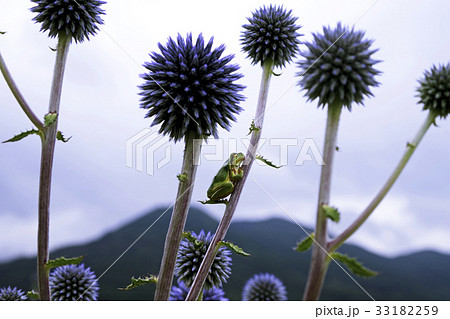 ヒゴタイ アマガエル ぼにばなの咲く丘 比和町三河内 ヒゴタイ アマガエル ぼにばなの咲く丘 比和町三河内 33182259
