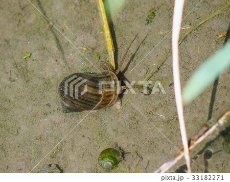 ジャンボタニシ ジャンボタニシ 33182271