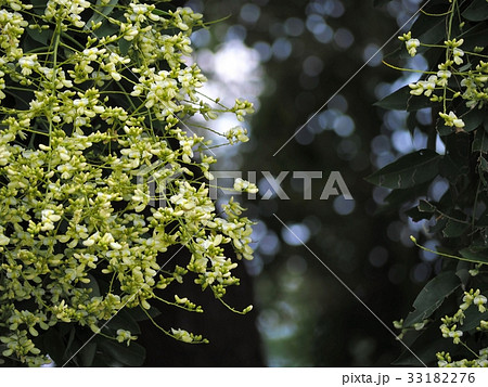 枝垂れエンジュの開花 枝垂れエンジュの開花 33182276