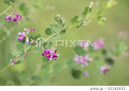 ハギ ハギ 33182632