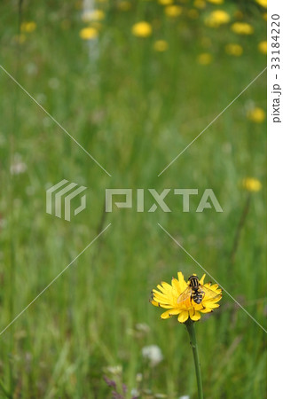 タンポポとミツバチ 33184220
