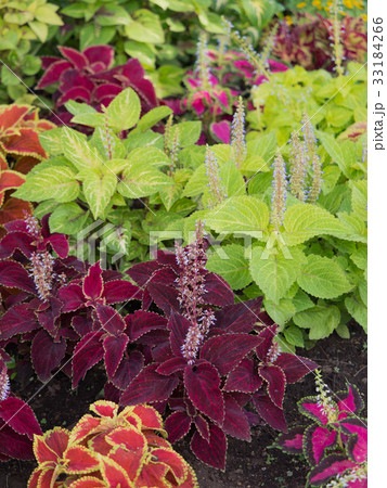 コリウス 33184266