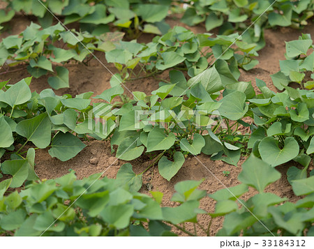 サツマイモ畑 33184312